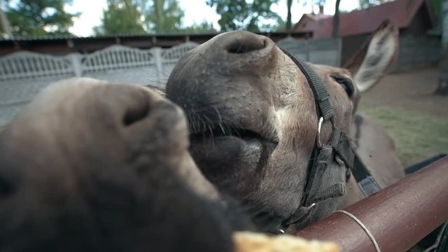 Two donkeys make funny faces and looking at camera