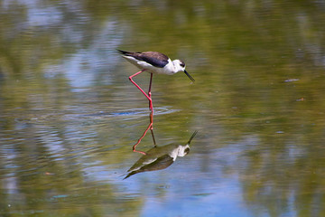 Il lago e il Himantopus