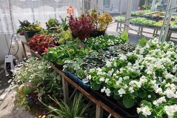 温室で育てられる観葉植物の苗