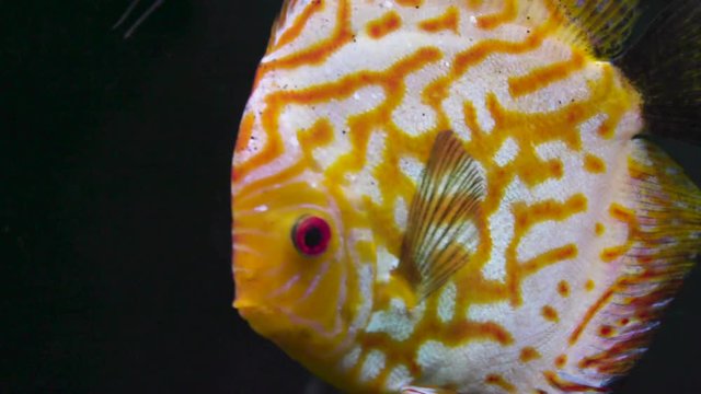 Beautiful discus fish
