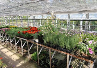 温室で育てられる観葉植物の苗