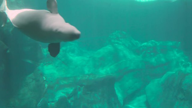 Beluga whale Delphinapterus leucas