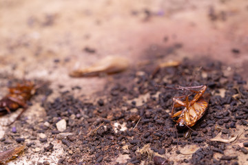 Cockroach on wooden