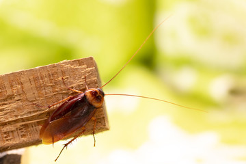 Cockroach on wooden