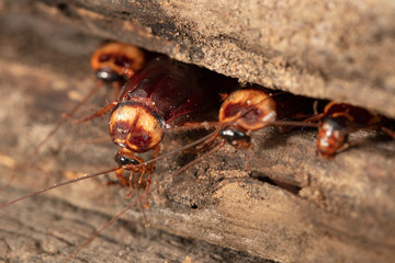 Cockroach on wooden
