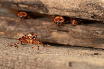 Cockroach on wooden