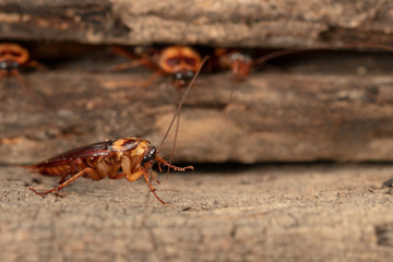 Cockroach on wooden