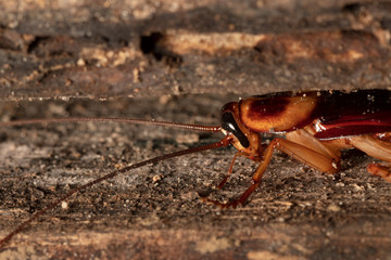 Cockroach on wooden
