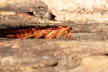 Cockroach on wooden