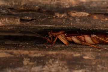 Cockroach on wooden