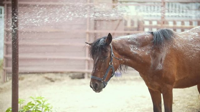 Horse is bathing under the water spray in the paddock