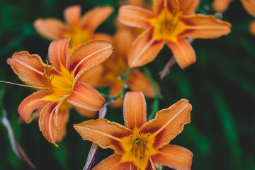 Fototapeta premium Orange flowers