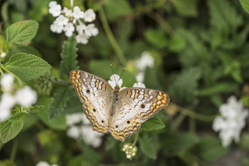 White Peacock Butterfly on small white flowers