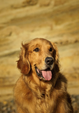 Golden Retriever dog outdoor portrait  by natural bluffs