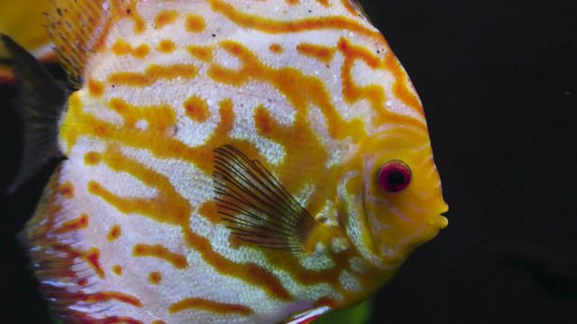 Beautiful discus fish