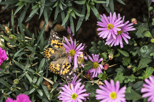 Painted Lady Butterfly on Purple Flowers