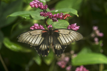 Female Asian Swallowtail Butterfly on Cluter of Purple Flowers