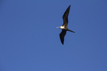 Beautiful frigate, flying calm, MORE OPTIONS IN MY PORTFOLIO 