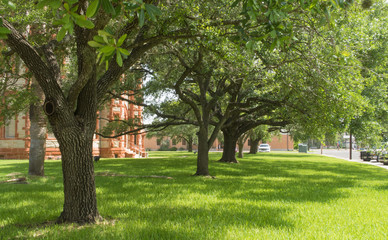 shade trees on a plush lawn