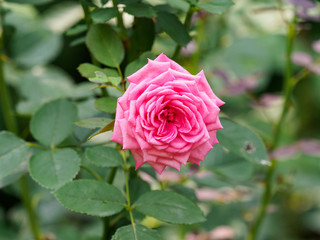 Macro of beautiful pink rose in garden.
