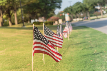 Long row of lawn American Flags on green grass yard blow in the wind. Groups of flying USA flags at...