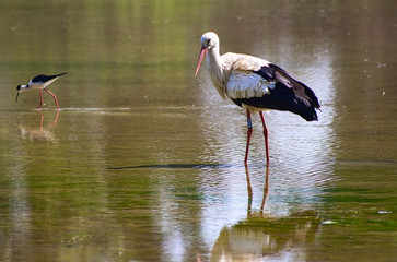 Mondo specchio Il lago e la cicogna.