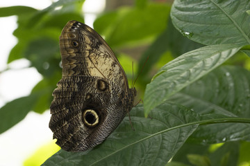 Forest Giant Owl Butterfly on green foliage