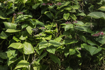 Constantine's Swallowtail Butterfly in Flight above green foliage