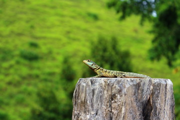 Lagarto