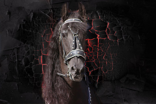 La faccia del cavallo Frisone. Texture.