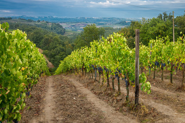 Fototapeta na wymiar Vineyards surrounding San Gimignano, Tuscany