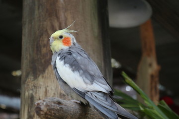 Cockatiel / Bird / Parrot 