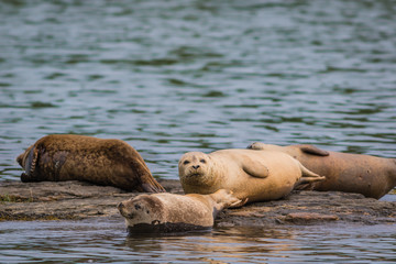 Harbor Seals (Phoca vitunlina) bask in the sun along the Damariscotta River, Maine, on a sunny afternoon