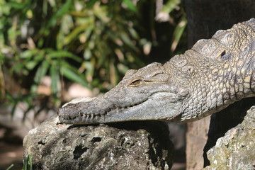 Crocodile / Predator Reptile 