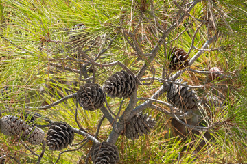 pine cones on a tree