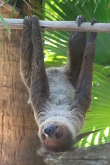 Sloth Hanging Upside Down / Wildlife  © LifeGemz