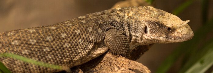 The Mexican beaded lizard is a venomous beaded lizards found principally in Mexico and southern Guatemala. It has an overt venom delivery system.