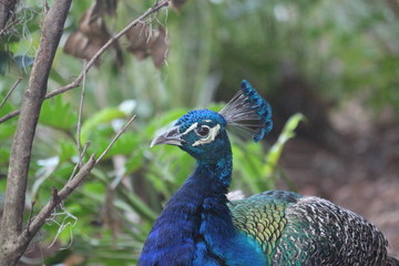 Portrait of a Peacock Bird 