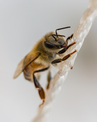 Honey Bee on Nylon String