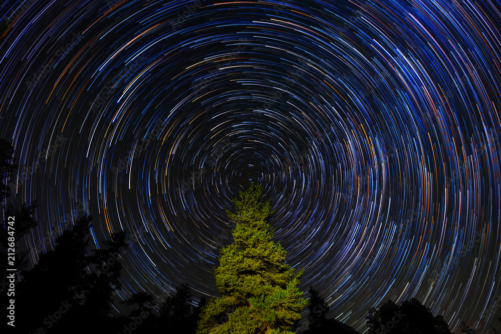 Wall mural circular star trails over pine tree. concept night sky astrophotography