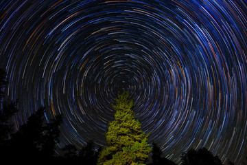 Obraz premium Circular Star Trails Over Pine Tree. Concept Night Sky Astrophotography