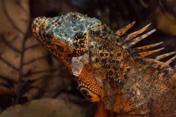 Orange iguana is a rare mutation. Green iguanas have orange spots but this rare genetic mutation is the equivalent to an albino, no green all orange.