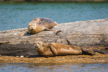 Naklejka premium Harbor Seals (Phoca vitunlina) bask in the sun along the Damariscotta River, Maine, on a sunny afternoon