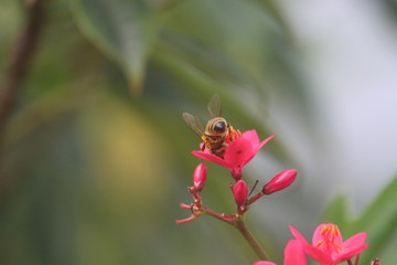 Bumble / Honey Bee on a Pink Flower 