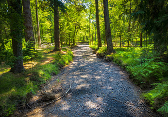 Dried up river bed in the New Forest