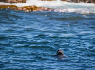 Naklejka premium Foka szara (Phocidae) wystawia głowę w zatokę Muscongus w stanie Maine w słoneczne popołudnie