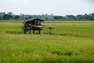 Asian rice fields in the Thailand country.