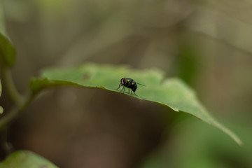 Green flies are sucking the water on the leaves.