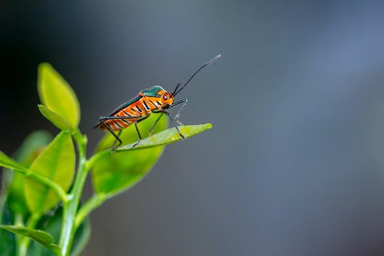 Beautiful True Bug on a Leaf ("Percevejo" in Brazil / Sphictyrtus longirostris - Hemiptera Order)