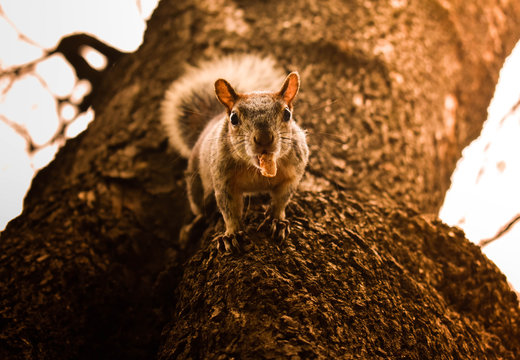 Ardilla Curiosa